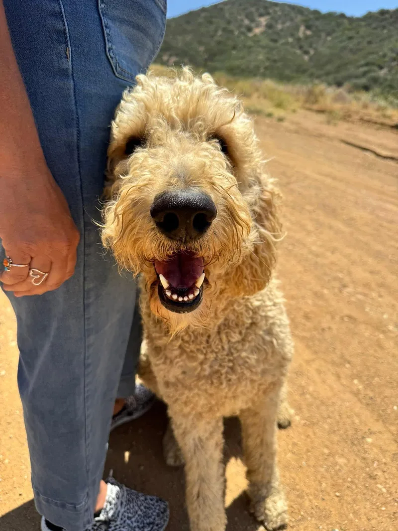 An adult extra large-sized male Standard Poodle dog named Ferrell for adoption in San Diego, CA