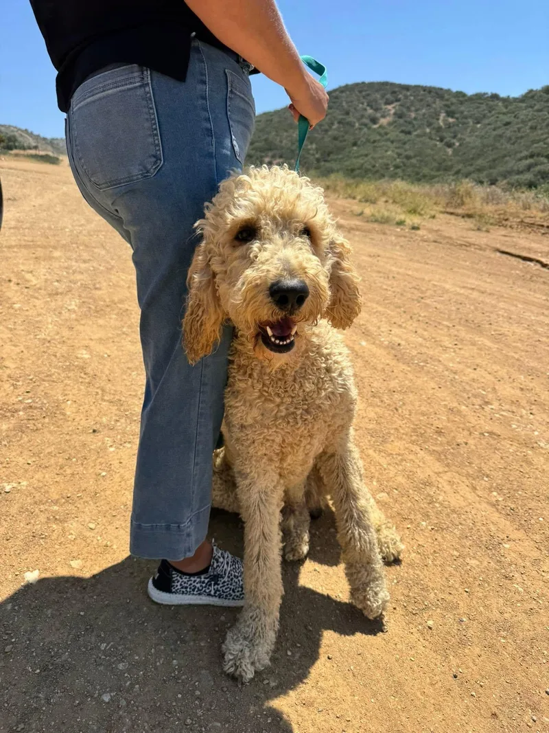 Ferrell thumbnail 2