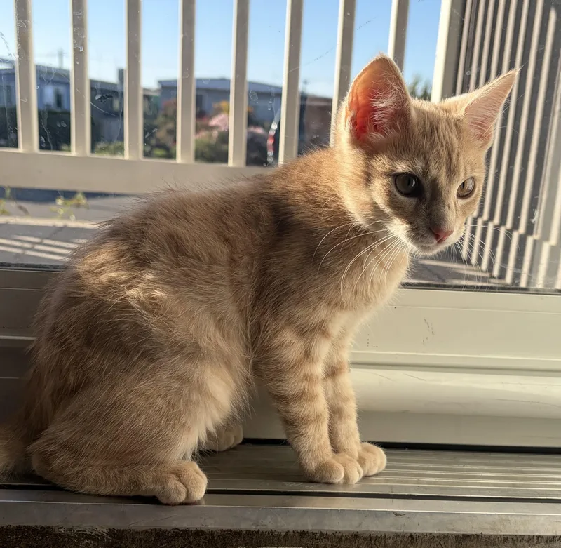 A young medium-sized male Orange & White Domestic Short Hair cat named Finnegan for adoption in Modesto, CA