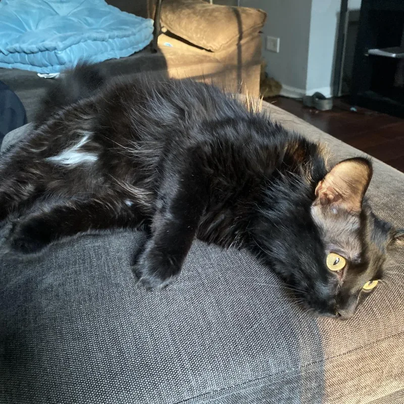 An adult small-sized male Black Domestic Long Hair cat named Shadow  Home to for adoption in South Elgin, IL