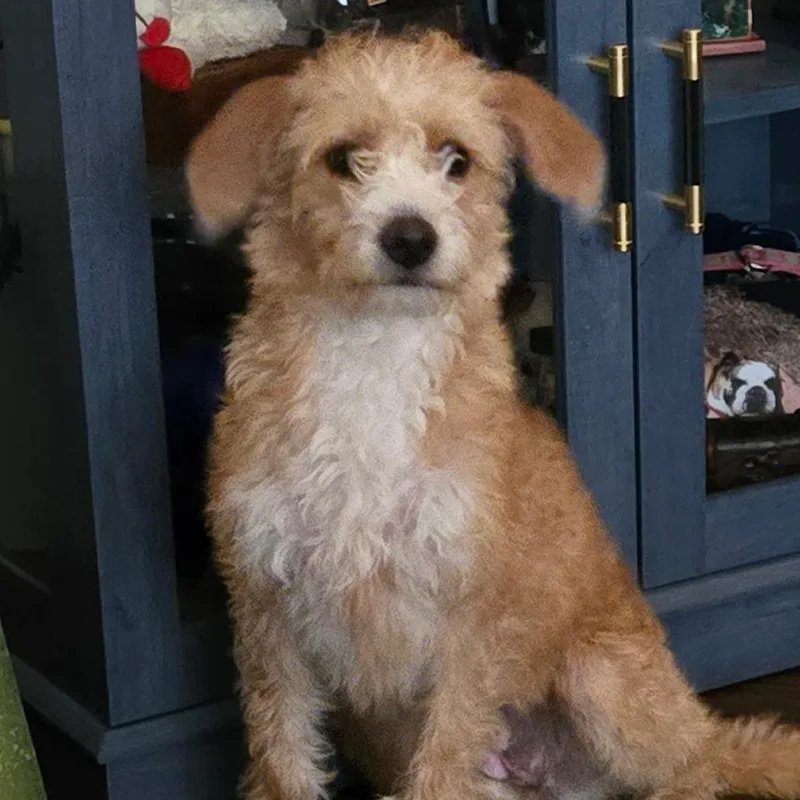 A baby medium-sized female Golden Poodle dog named Easel for adoption in Loves Park, IL