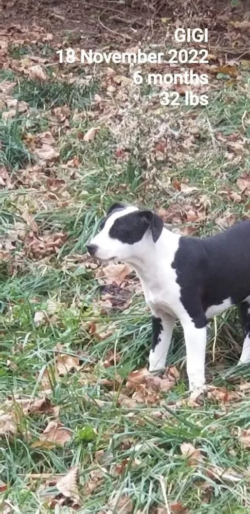 Grits "gigi" thumbnail 2