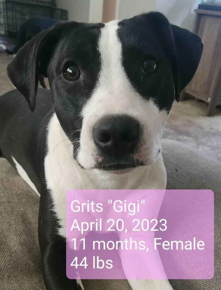Grits "gigi" thumbnail 3