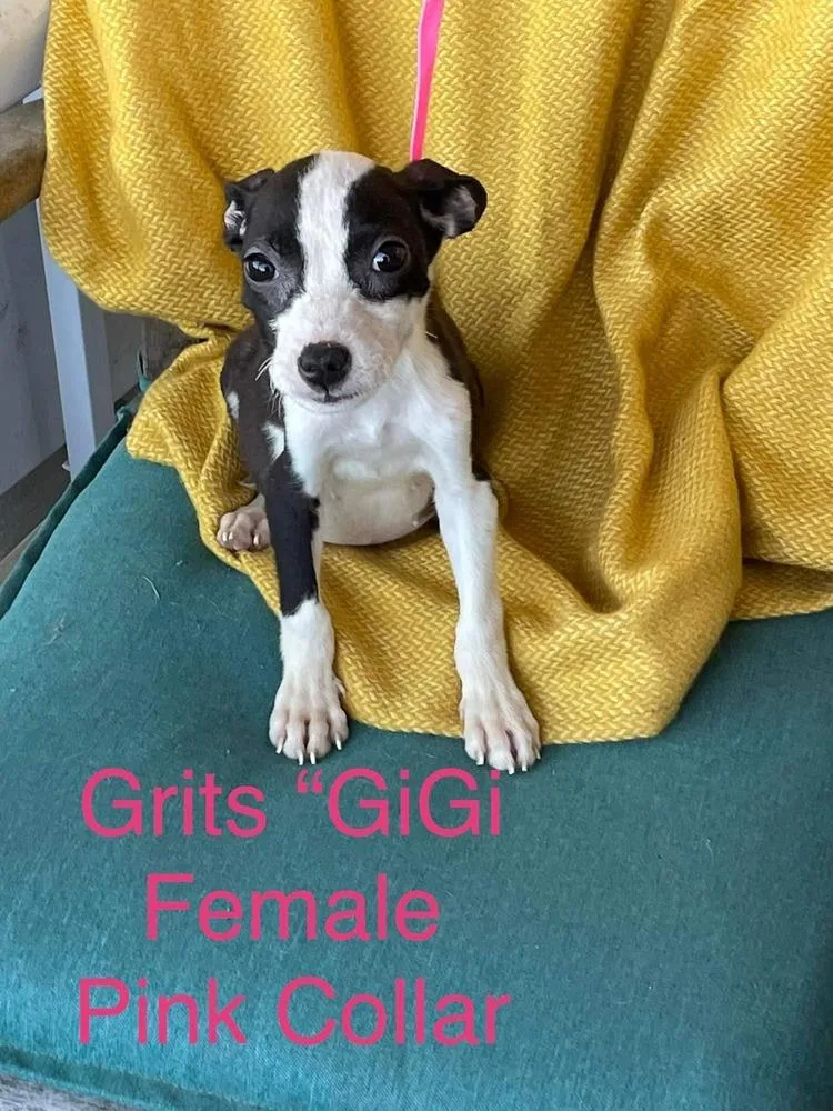 Grits "gigi" thumbnail 4