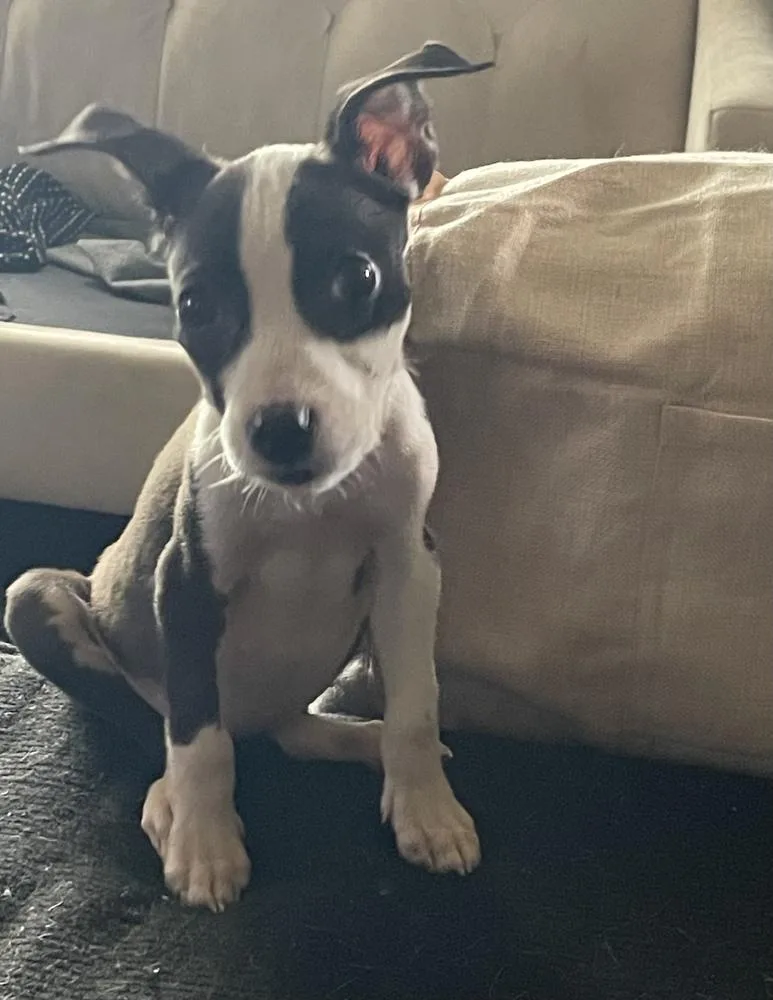 Grits "gigi" thumbnail 5