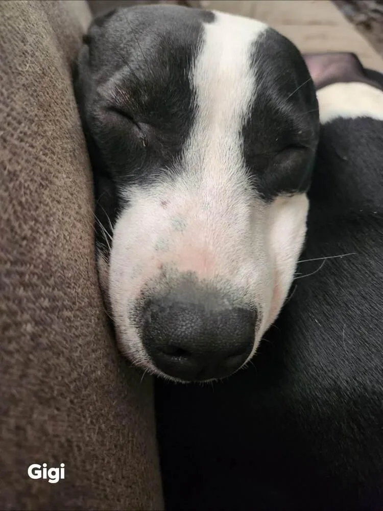 Grits "gigi" thumbnail 6