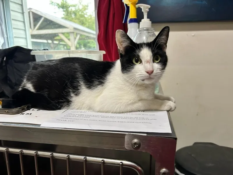 A young small-sized female Black & White / Tuxedo Domestic Short Hair cat named Felicity Freeport for adoption in Westbury, NY