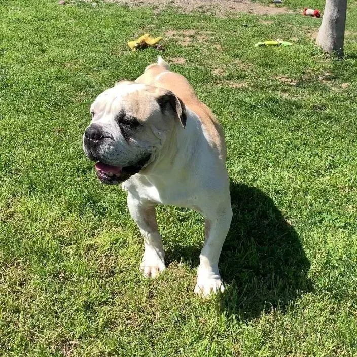 A senior medium-sized male Boxer dog named Aj for adoption in Ontario, CA