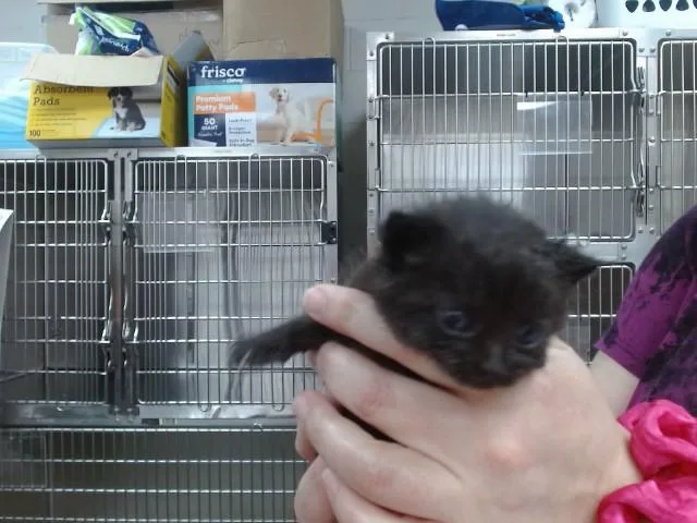 A baby small-sized female Domestic Short Hair cat named Taylor Swift for adoption in Salinas, CA