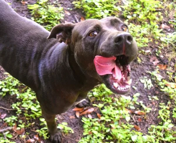 An adult large-sized female Pit Bull Terrier dog named Terra for adoption in Mobile, AL