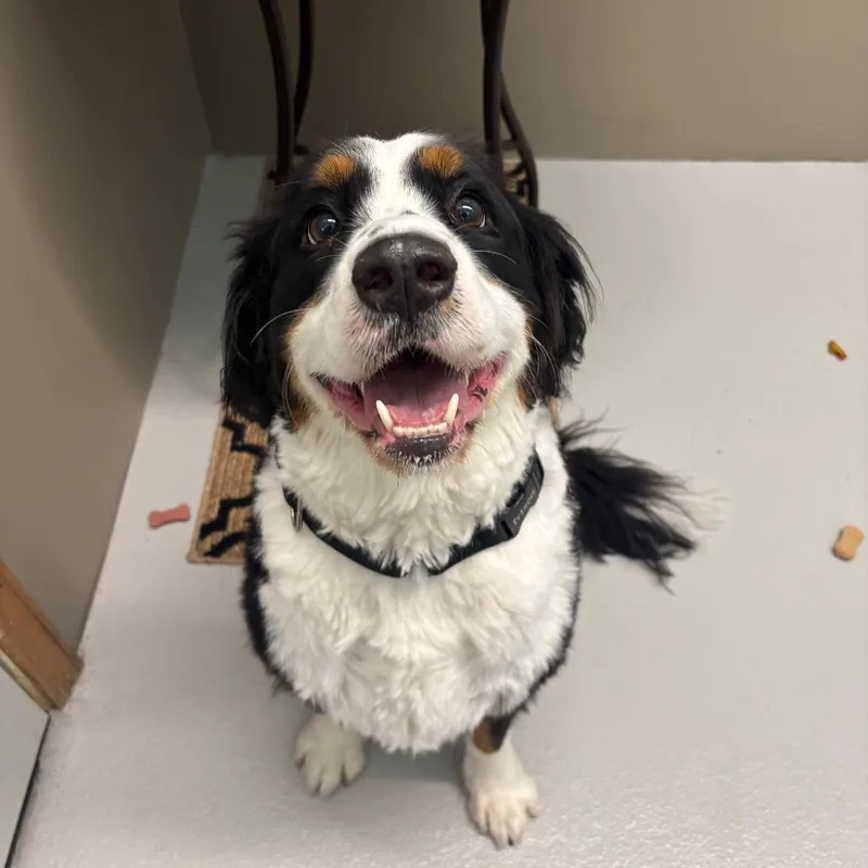 An adult large-sized male Black Bernese Mountain Dog dog named Dante for adoption in Milan, IL