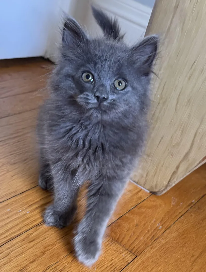 A baby large-sized male Gray / Blue / Silver Maine Coon cat named Snickers for adoption in Allentown, NJ