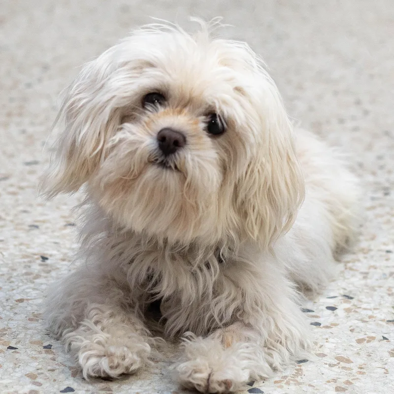 An adult small-sized male Maltese dog named Toby for adoption in Farmington, MN