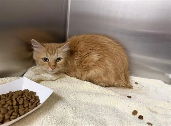 An adult medium-sized female Domestic Medium Hair cat named Firefly for adoption in Santa Fe, NM