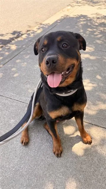 A young large-sized male Rottweiler dog named Coffee for adoption in Fremont, CA