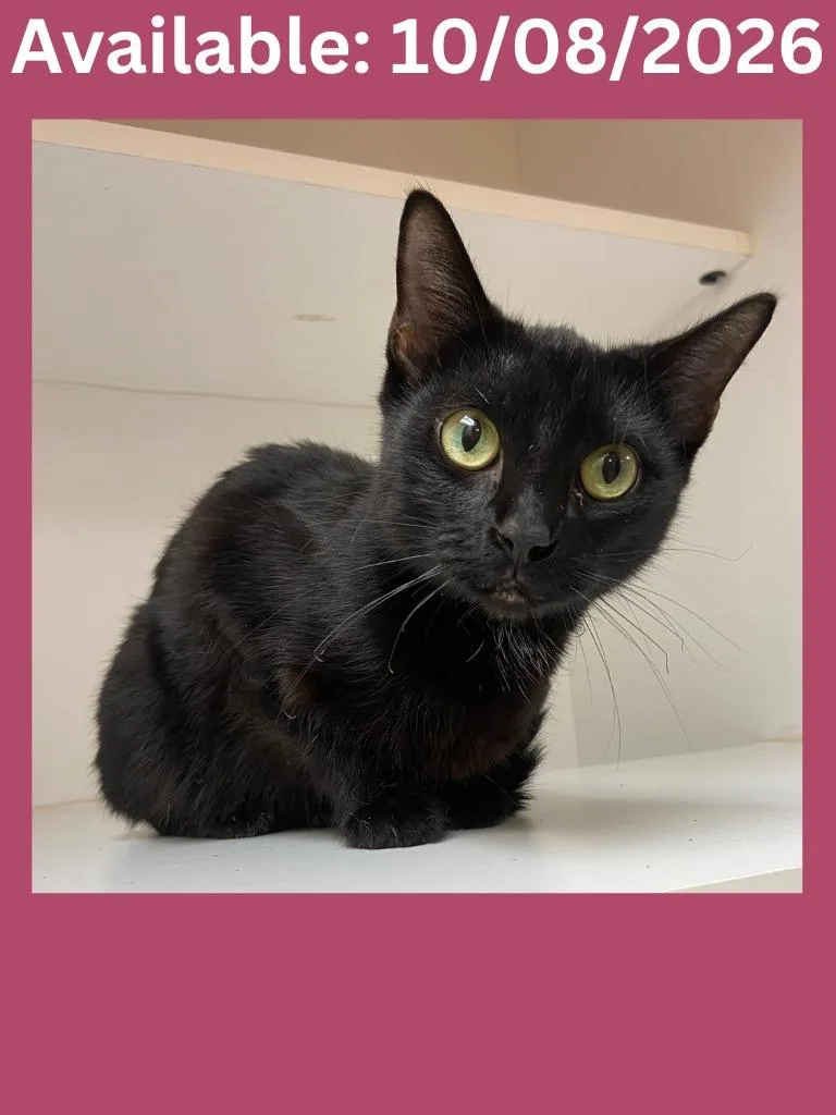A young medium-sized female Domestic Short Hair cat named Cat Condo Spooky for adoption in Greenville, TX