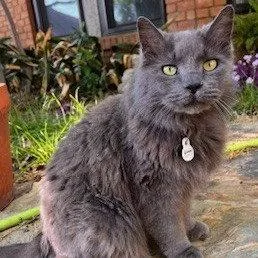 Lucky Ix thumbnail 2