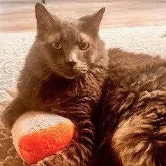 Lucky Ix thumbnail 3