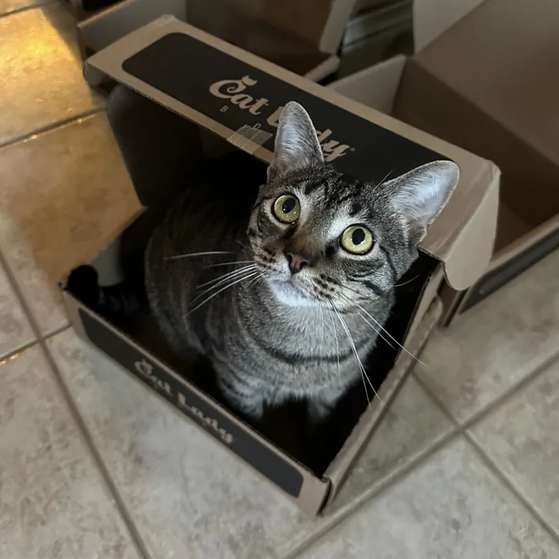 An adult small-sized male Brown / Chocolate Domestic Short Hair cat named Milo C. for adoption in Webster, TX