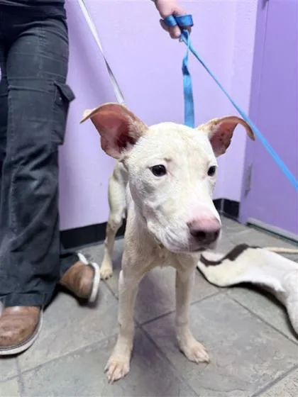 A baby medium-sized female White / Cream American Staffordshire Terrier dog named 61586370 for adoption in El Paso, TX