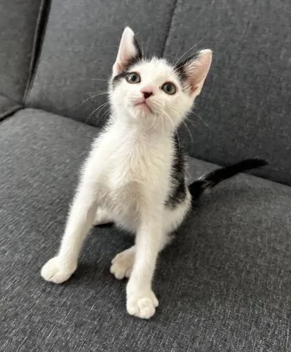 A young small-sized male Domestic Short Hair cat named Panda for adoption in Phoenix, AZ