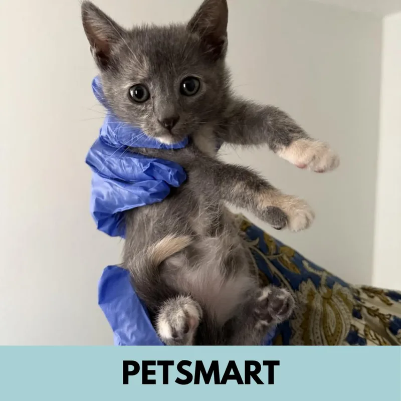 A baby small-sized female Domestic Short Hair cat named Pippy for adoption in Lakewood, CO
