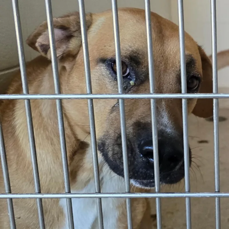 An adult large-sized male Labrador Retriever dog named Old Yeller for adoption in Horn Lake, MS
