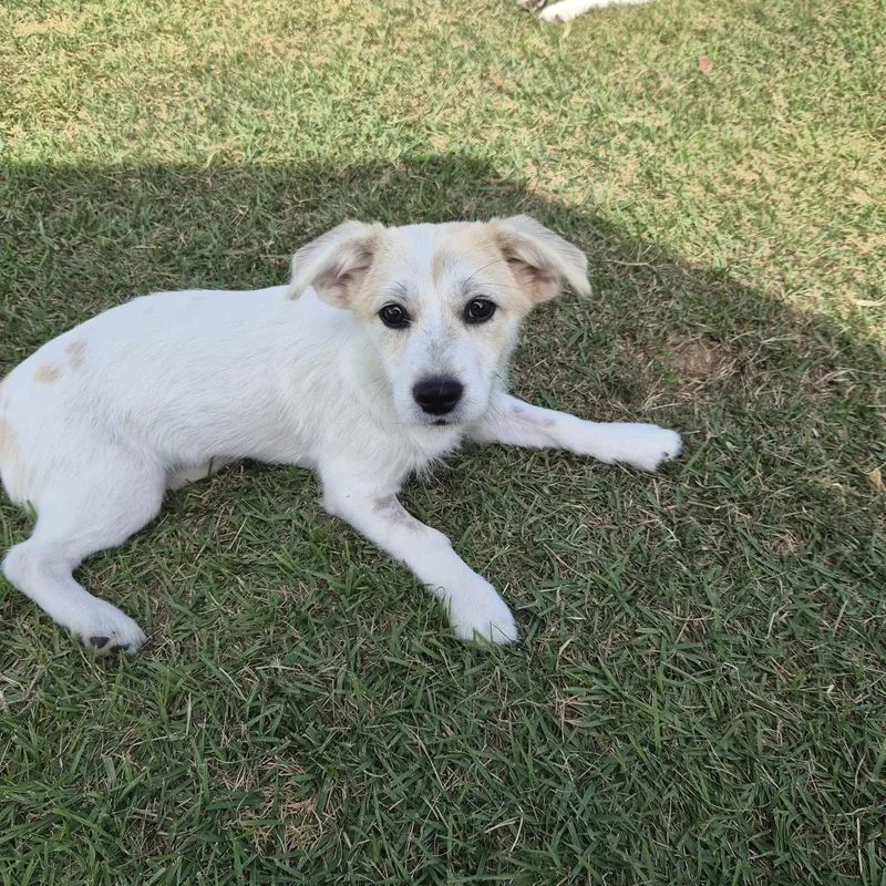 A young small-sized female Terrier dog named Songi for adoption in Duluth, GA
