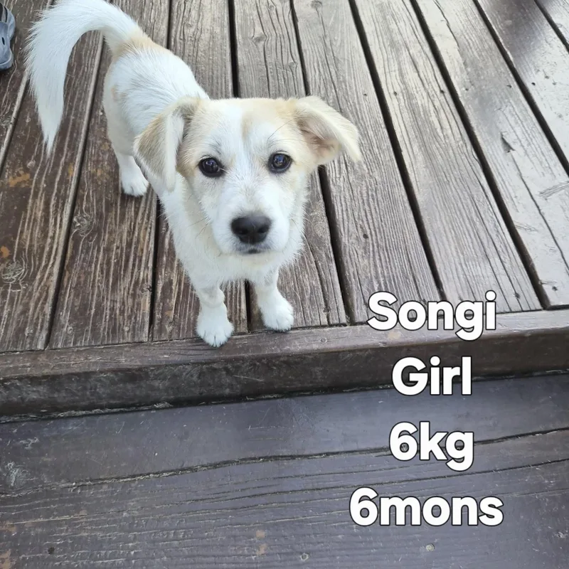 Songi thumbnail 6