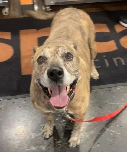 A young medium-sized female Mixed Breed dog named Athena for adoption in Cincinnati, OH