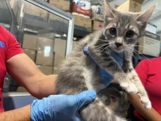 A baby small-sized female Domestic Short Hair cat named Amelia for adoption in San Bernardino, CA