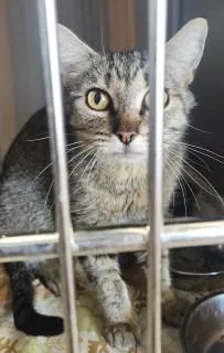 An adult medium-sized female Brown / Chocolate Domestic Short Hair cat named Pennyluna for adoption in Kingman, AZ