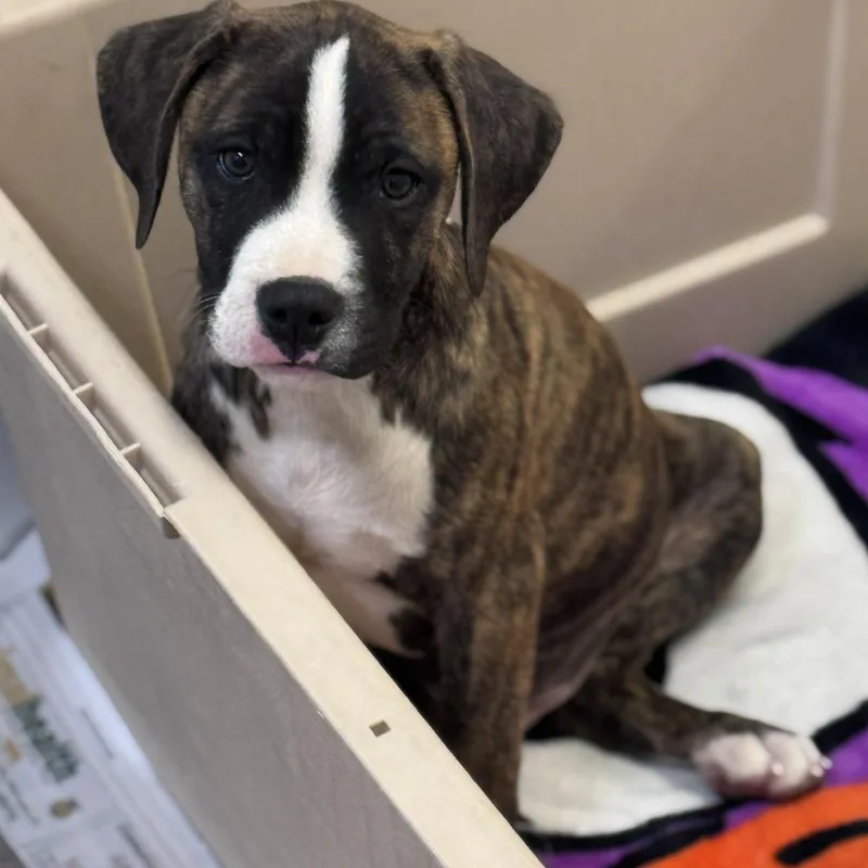 A baby medium-sized male Boxer dog named Boris for adoption in Wilmington, OH