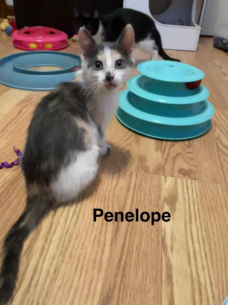 A baby medium-sized female Dilute Calico cat named Penelope for adoption in Brick, NJ