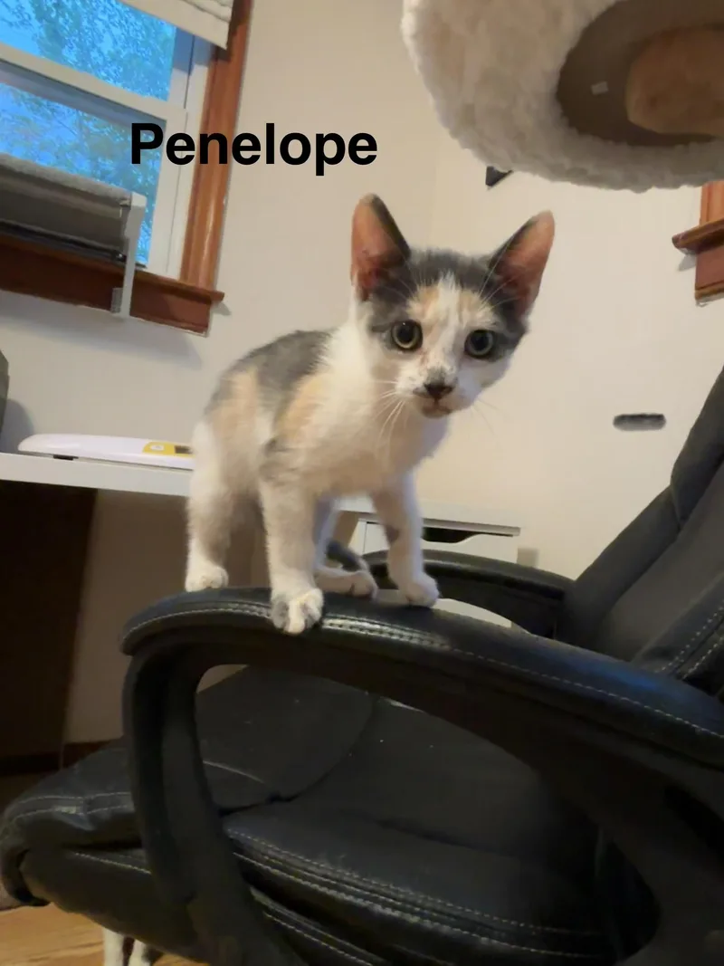 Penelope thumbnail 2