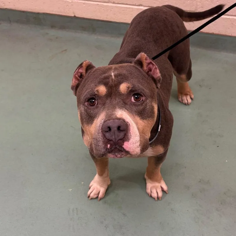 An adult medium-sized male Terrier dog named Erin for adoption in Clarksdale, MS