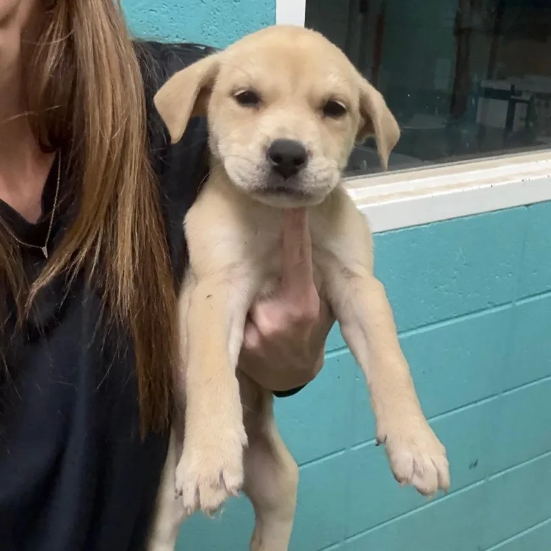 A baby small-sized female Golden Mixed Breed dog named Mimi for adoption in Saint Louis, MO