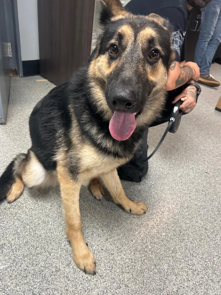 A young medium-sized male German Shepherd Dog dog named Thor for adoption in Huntington, IN