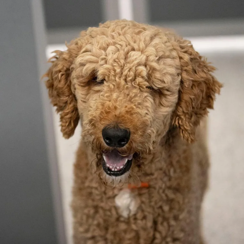 An adult medium-sized male Golden Standard Poodle dog named Fireball for adoption in Peyton, CO