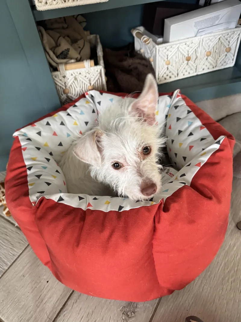 An adult small-sized female Chihuahua dog named Lelaini for adoption in Orlando, FL