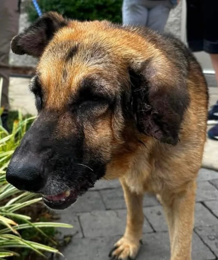 A senior large-sized female German Shepherd Dog dog named Gypsy for adoption in Elizabethton, TN
