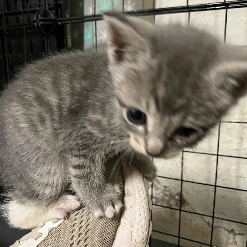 A baby small-sized female Gray / Blue / Silver Domestic Short Hair cat named Vixen for adoption in Overland Park, KS