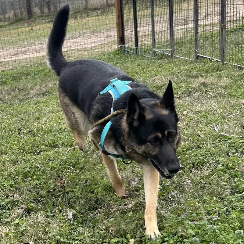 An adult medium-sized female Brown / Chocolate German Shepherd Dog dog named Meeka Resilient Ball for adoption in Houston, TX
