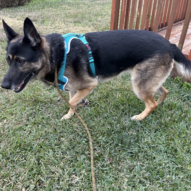 Meeka  Resilient Ball thumbnail 4