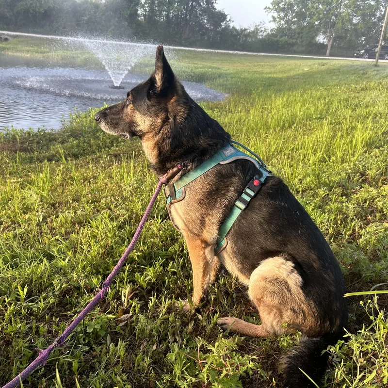 Meeka  Resilient Ball thumbnail 6