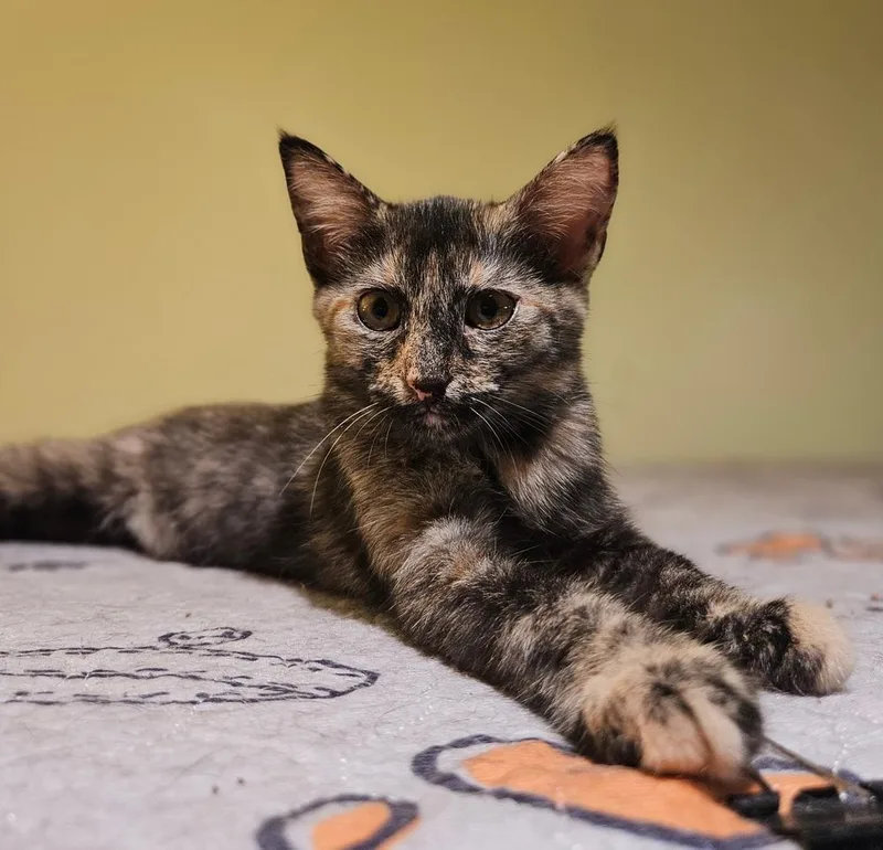 A baby small-sized female Domestic Short Hair cat named Empanada for adoption in Greensboro, NC