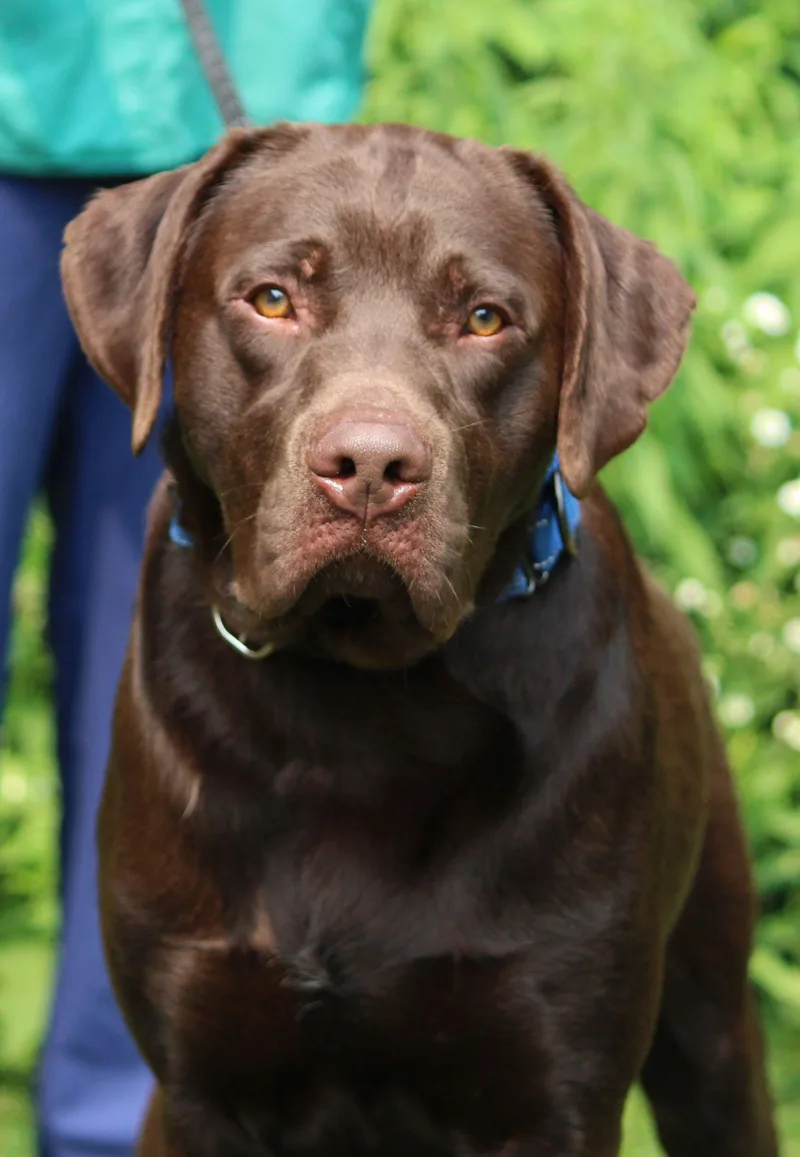 An adult large-sized male Brown / Chocolate Chocolate Labrador Retriever dog named Lunchbox for adoption in Portage, WI