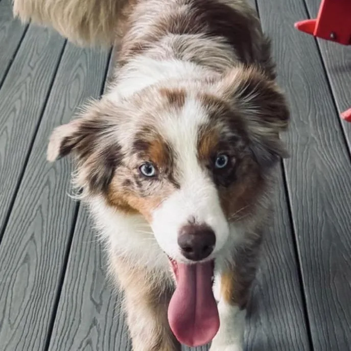 A young medium-sized female Australian Shepherd dog named Daysi for adoption in Louisburg, KS