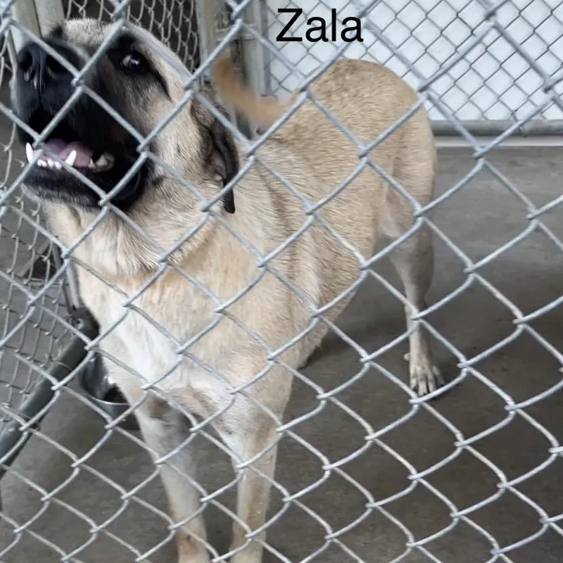 A young large-sized female Brown / Chocolate Labrador Retriever dog named Zala for adoption in Mount Gilead, NC