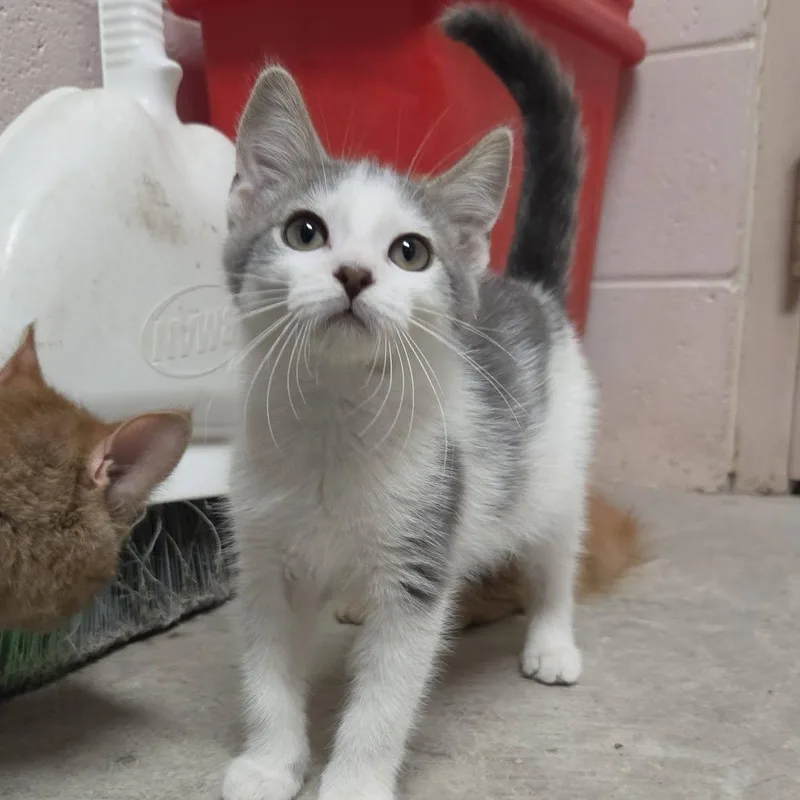 A young medium-sized male Gray & White Domestic Short Hair cat named Valor for adoption in Chilton, WI